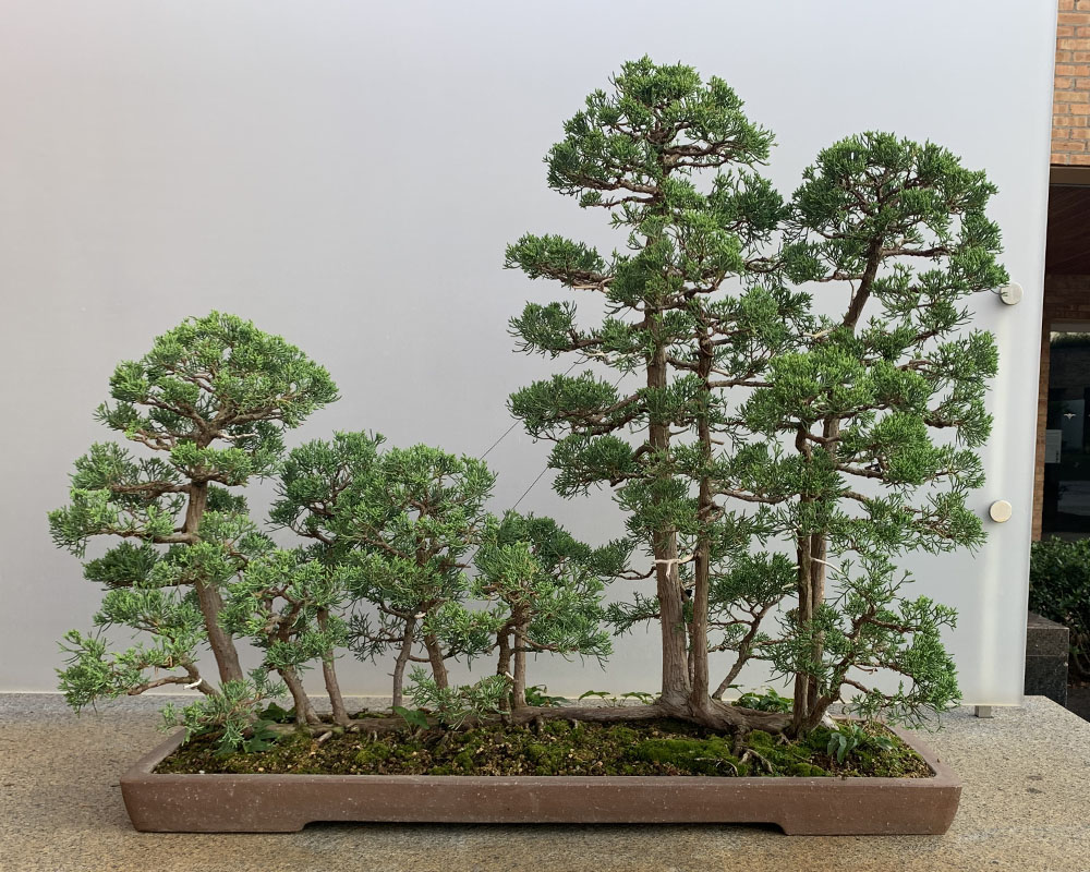 Bonsai pots hold more than plants Chicago Botanic Garden